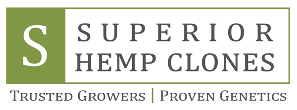 Superior Hemp Clones